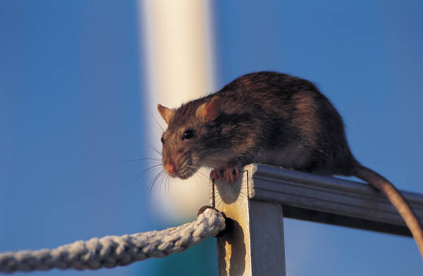 das jahr der Ratte